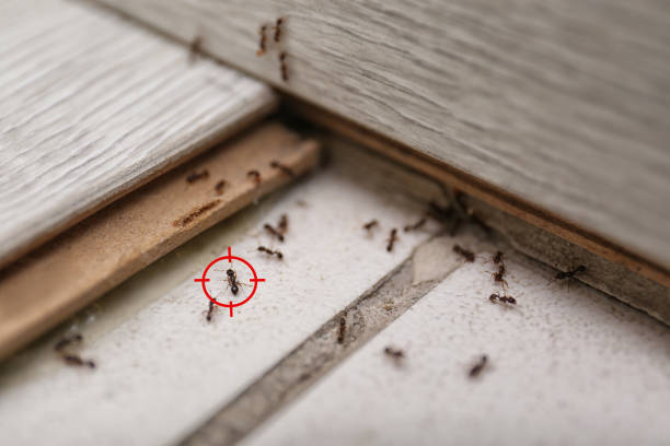 Best Real Estate Pest Inspections  in USA